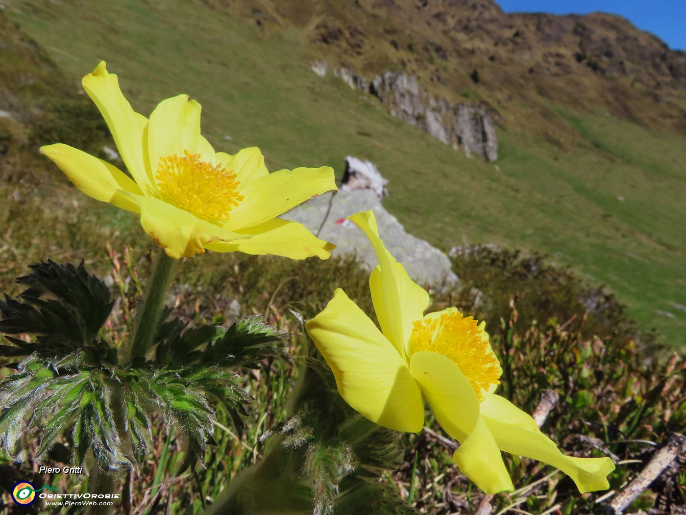 26 Pulsatilla alpina sulphurea (Anemone alpino).JPG